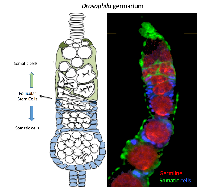 Diagram of the Drosophila germarium illustrates the presence of follicular stem cells (dark blue) responsible for generating all the somatic cells (green and light blue) that support the female germline (white) (located on the left side of the figure).