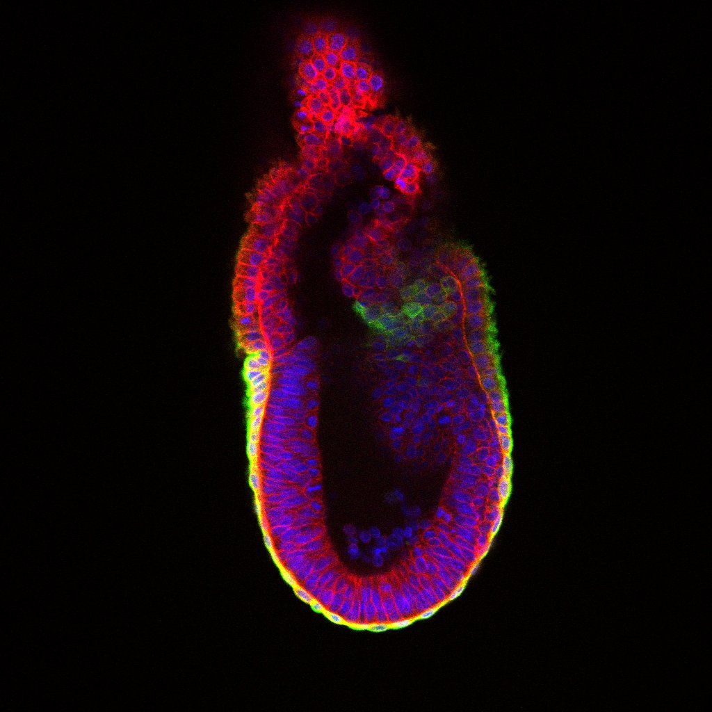 Image of a mouse embryo, showing cells labelled in red, blue and green against a black background