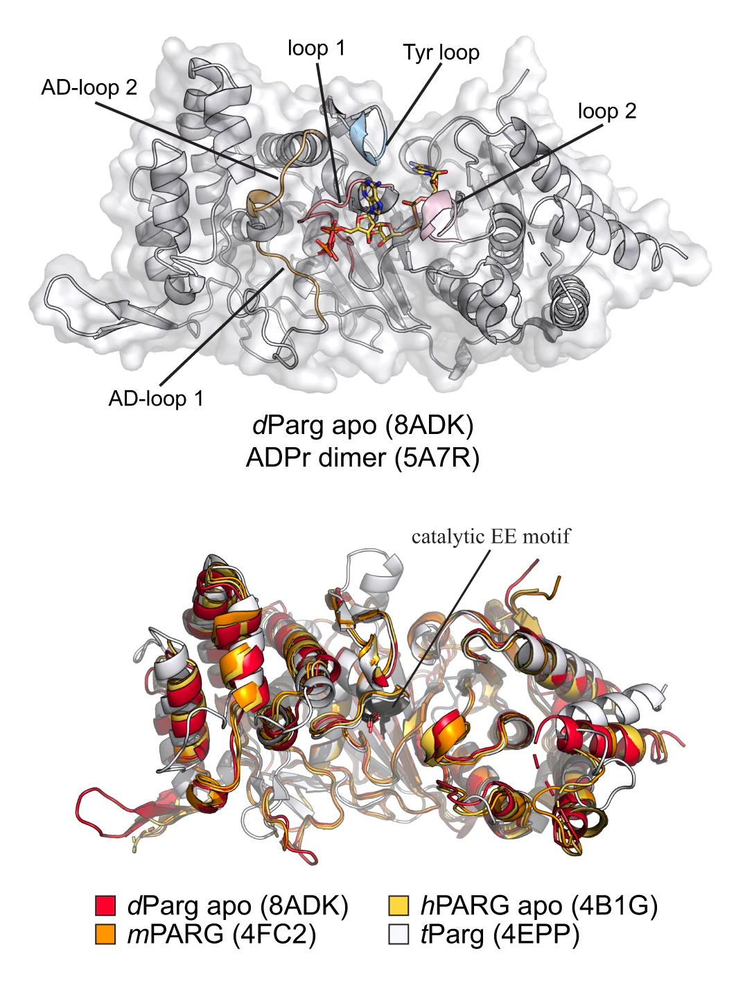 Two ribbon-structure representations of enzymes. Top: arrangement of helices and sheets on dParg protein, Bottom: structural alignment of PARG domains from four different species, denoted with different colours. The catalytic residues of the domains are listed.