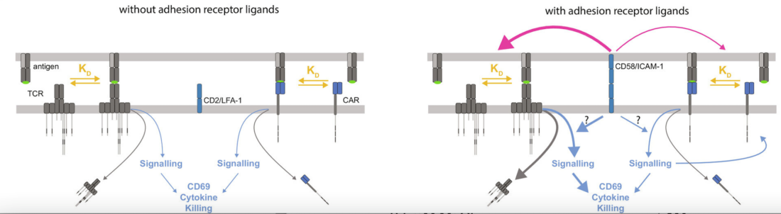 Model showing CARs and TCRs exhibiting similar antigen sensitivities in the absence of accessory adhesion receptors (left) and improved function of the TCR in comparison to the CAR in the presence of accessory adhesion receptors (right).