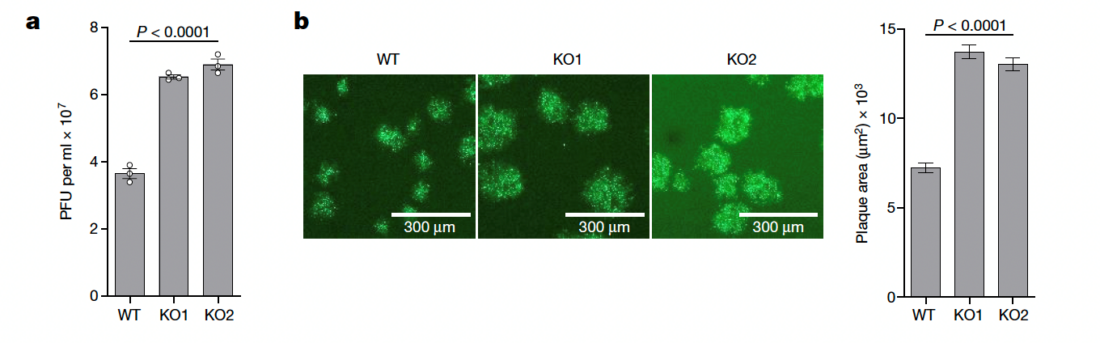 Image (a) shows a 3-column bar graph depicting infectious titres of vaccinia virus produced from wild-type and TRIM5α-knockout cells. Image (b) shows fluorescence microscopy images of plaques formed by a vaccinia virus strain expressing green fluorescent protein on the cells described in (a), together with their quantification (bar graph, right panel).