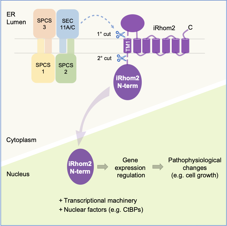 Rhom2's Pseudoprotease Cleavage Unveils a Novel ER-to-Nucleus Signalling Pathway