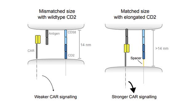 New advances towards optimising the antigen sensitivity of CAR-T cells ...