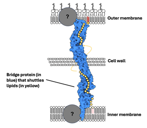 Isom lab_membrane image