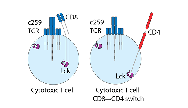 Omer Dushek paper image