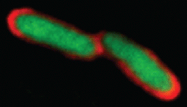 GFP-expressing bacteria (green) coated with O-antigen-binding IgA (red) Image credit - Alyson Hockenberry, ETH Zürich